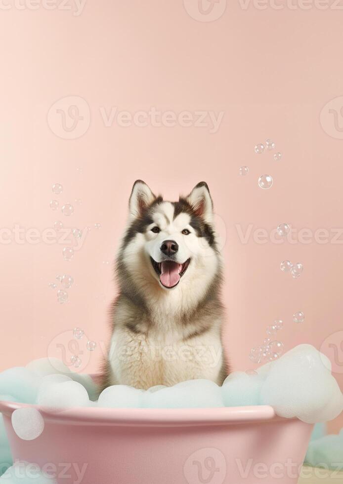 linda Alaska malamute perro en un pequeño bañera con jabón espuma y burbujas, linda pastel colores, generativo ai. foto