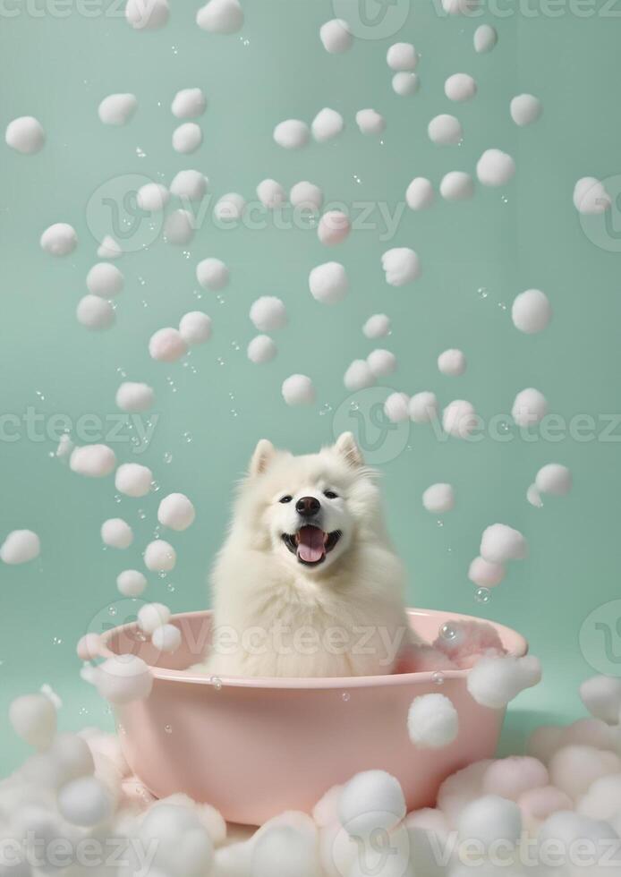 Cute Samoyed dog in a small bathtub with soap foam and bubbles, cute pastel colors, . photo