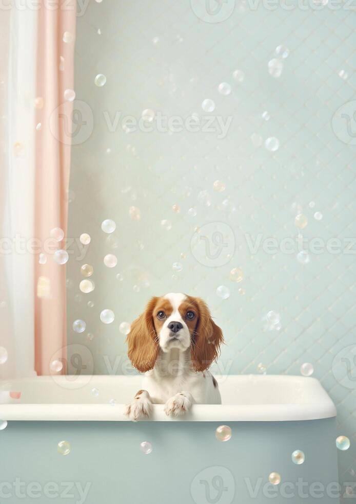 Cute Cavalier King Charles Spaniel dog in a small bathtub with soap foam and bubbles, cute pastel colors, . photo