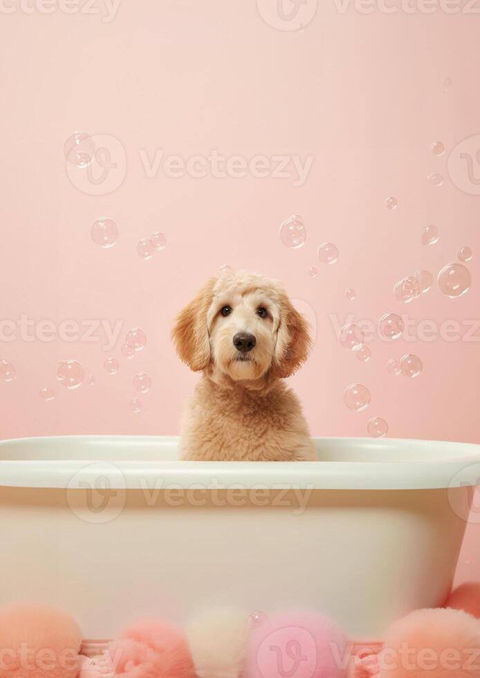 Cute Golden Doodle dog in a small bathtub with soap foam and bubbles, cute pastel colors, . photo