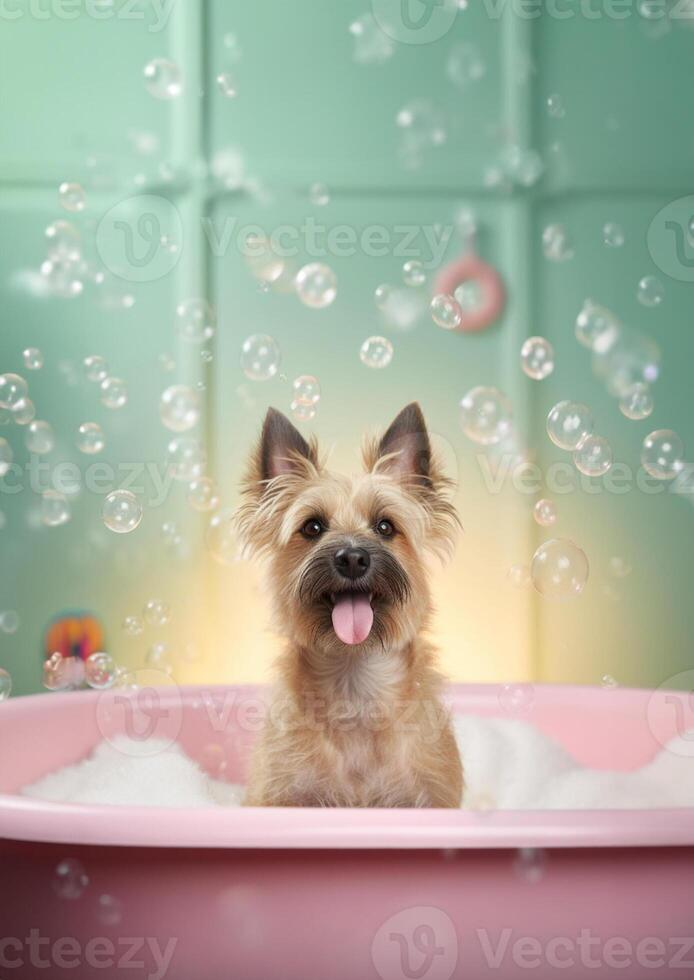 Cute cairn terrier dog in a small bathtub with soap foam and bubbles, cute pastel colors, . photo
