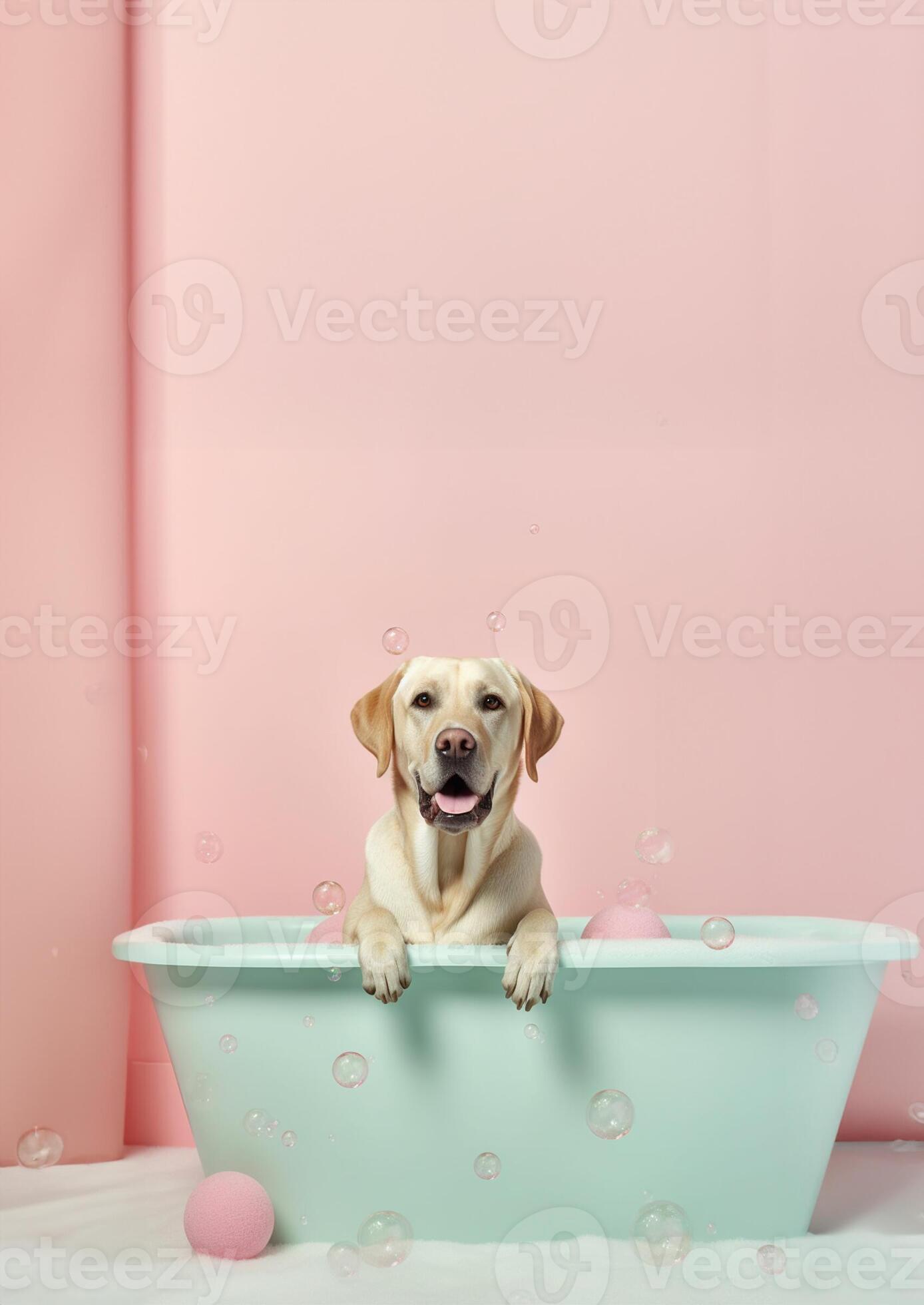 Cute labrador retriever dog in a small bathtub with soap foam and