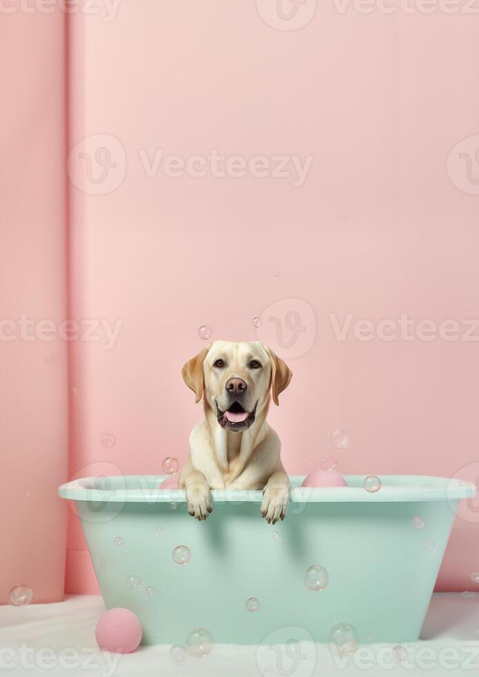 Cute labrador retriever dog in a small bathtub with soap foam and bubbles, cute pastel colors, . photo