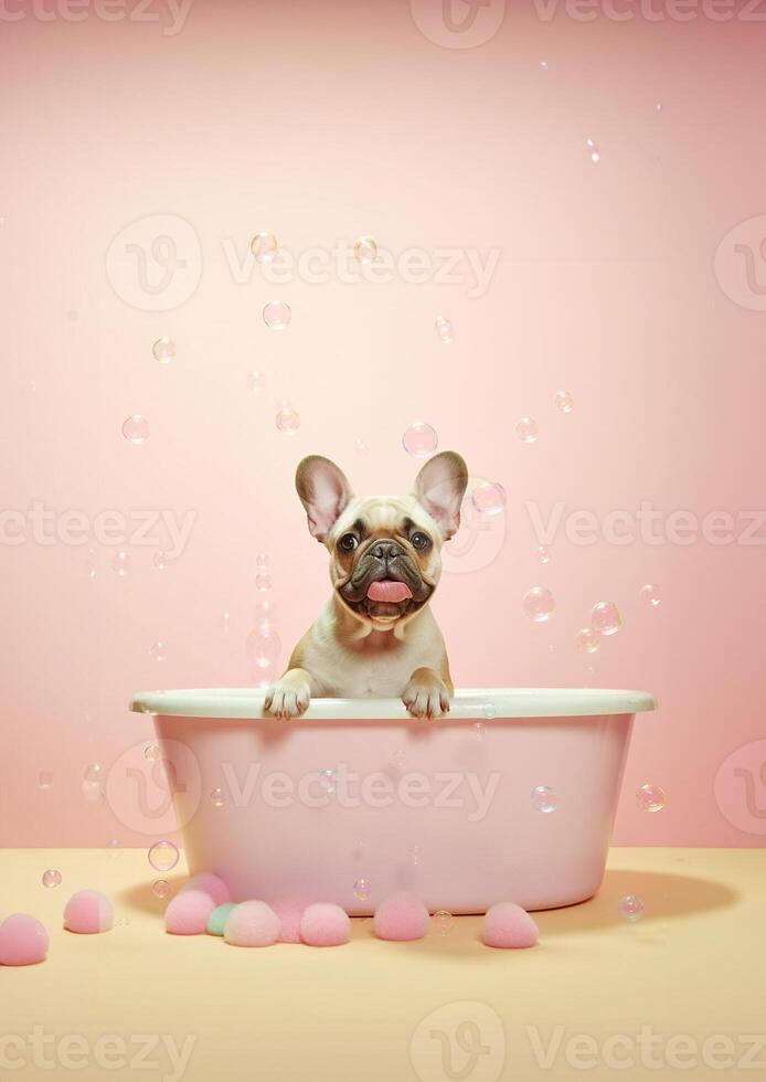 Cute french bulldog dog in a small bathtub with soap foam and bubbles, cute pastel colors, . photo