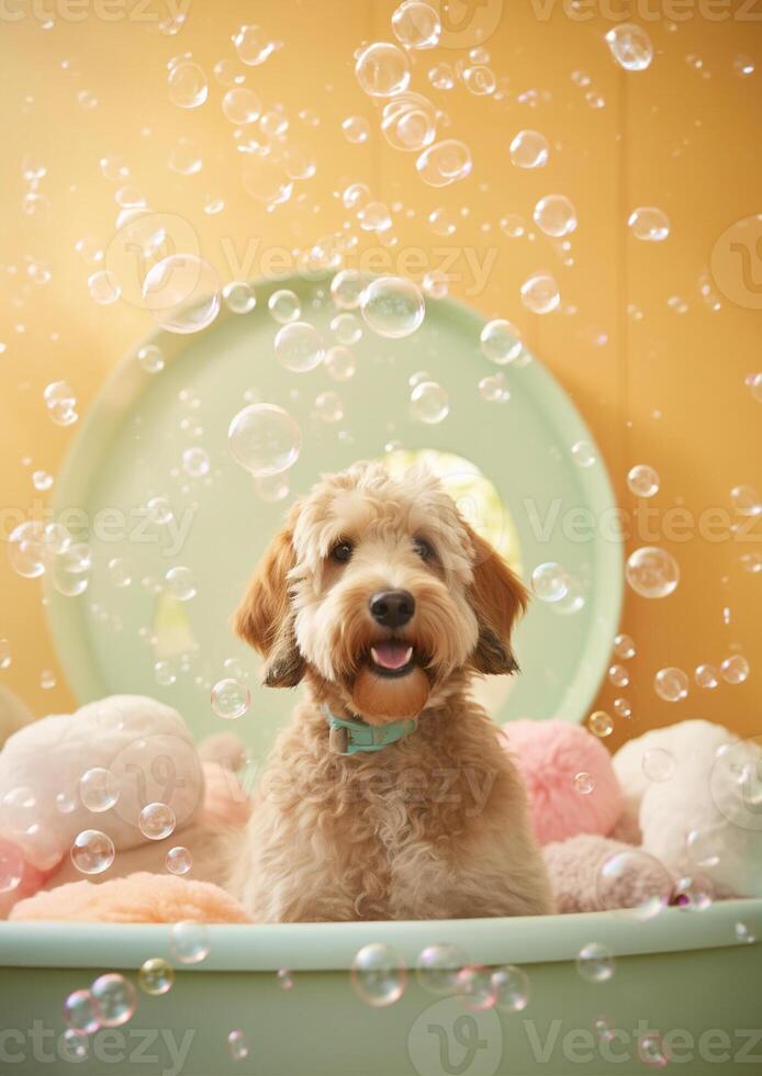 Cute Golden Doodle dog in a small bathtub with soap foam and bubbles, cute pastel colors, . photo