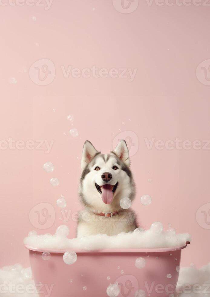 Cute Siberian Husky dog in a small bathtub with soap foam and bubbles, cute pastel colors, . photo