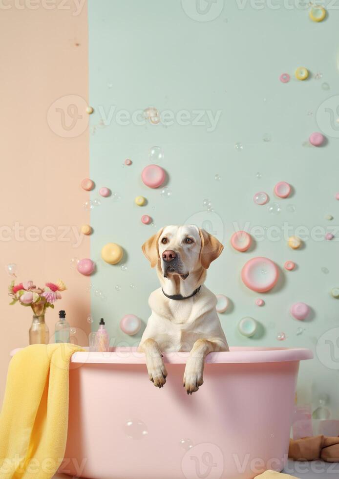 Cute labrador retriever dog in a small bathtub with soap foam and bubbles, cute pastel colors, . photo
