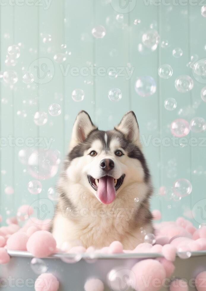 Cute Alaskan Malamute dog in a small bathtub with soap foam and bubbles, cute pastel colors, . photo