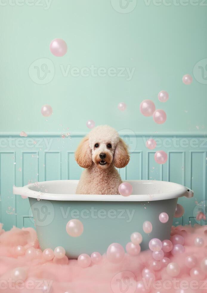 Cute poodle dog in a small bathtub with soap foam and bubbles, cute pastel colors, . photo