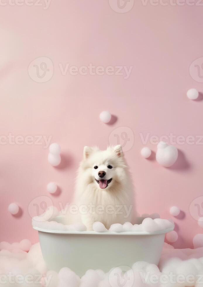 Cute American Eskimo dog in a small bathtub with soap foam and bubbles, cute pastel colors, . photo