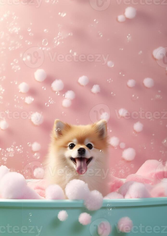 Cute pomeranian dog in a small bathtub with soap foam and bubbles, cute pastel colors, . photo