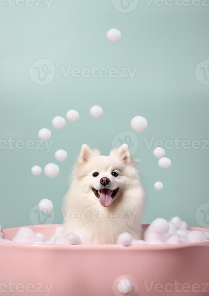Cute American Eskimo dog in a small bathtub with soap foam and bubbles, cute pastel colors, . photo
