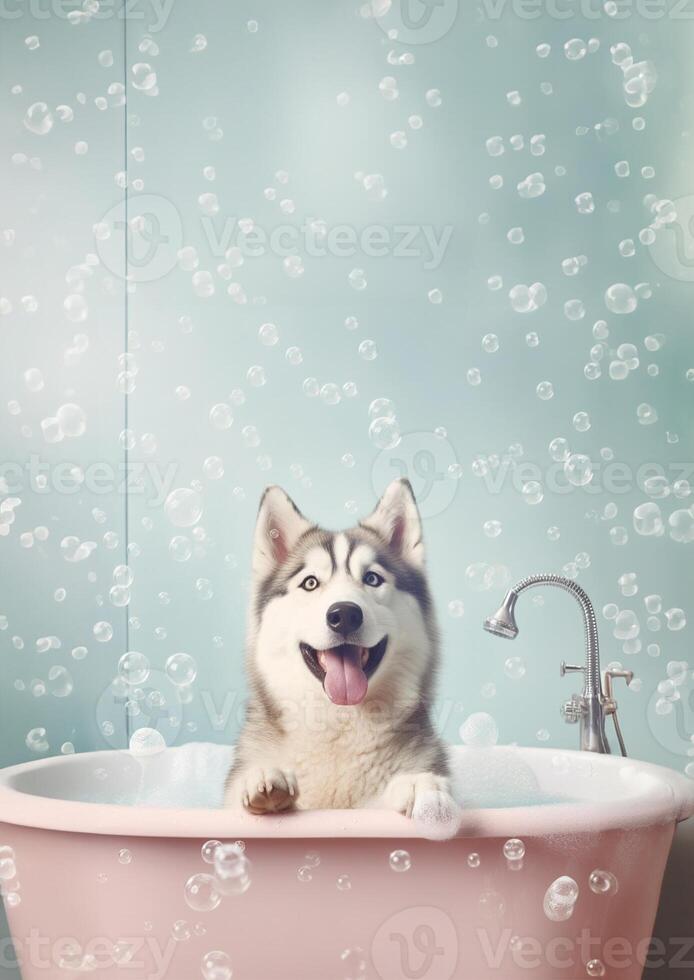 Cute Siberian Husky dog in a small bathtub with soap foam and bubbles, cute pastel colors, . photo