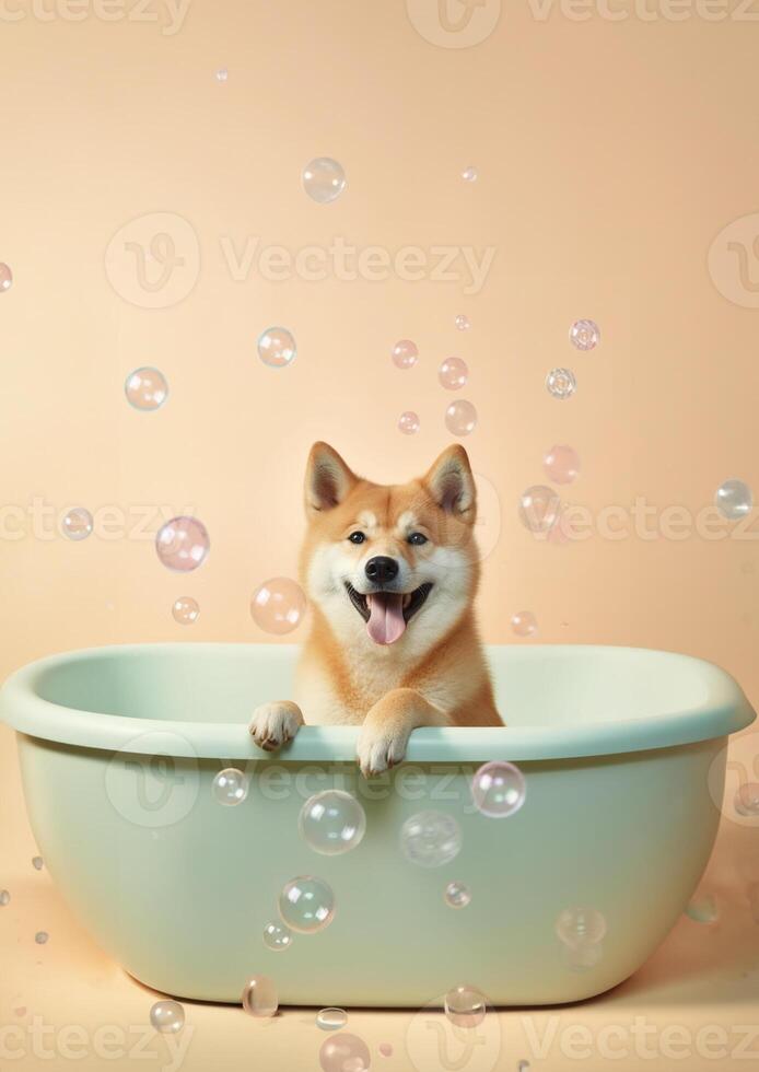 Cute Shiba Inu dog in a small bathtub with soap foam and bubbles, cute pastel colors, . photo