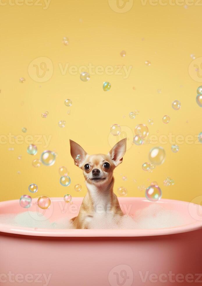 Cute chihuahua dog in a small bathtub with soap foam and bubbles, cute pastel colors, . photo
