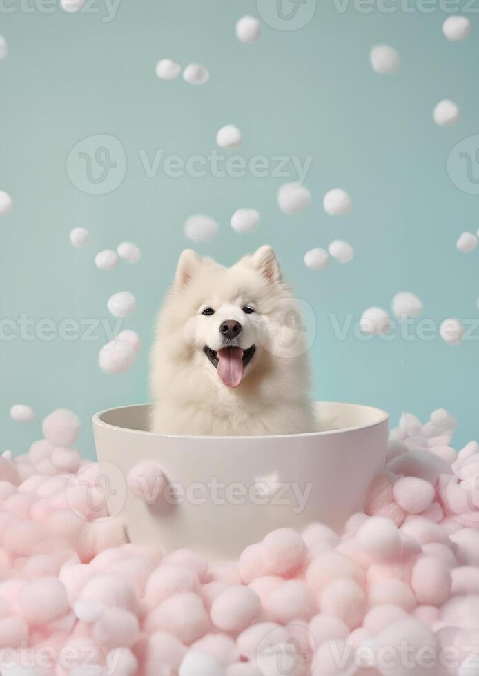 Cute Samoyed dog in a small bathtub with soap foam and bubbles, cute pastel colors, . photo