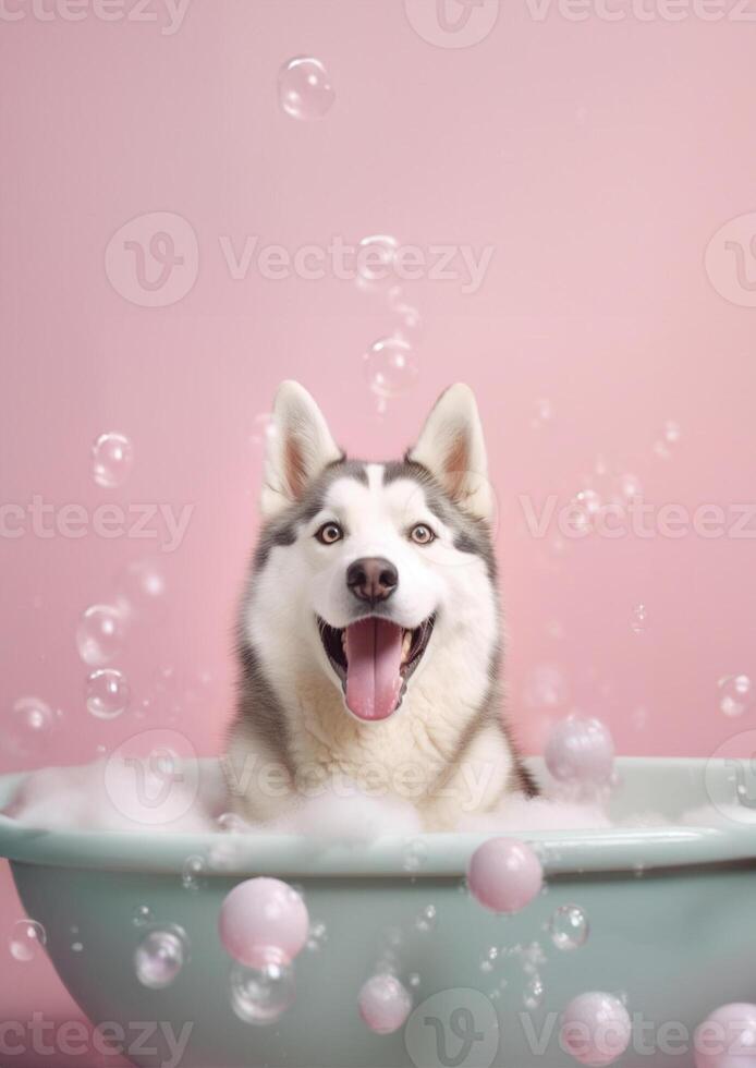 Cute Siberian Husky dog in a small bathtub with soap foam and bubbles, cute pastel colors, . photo