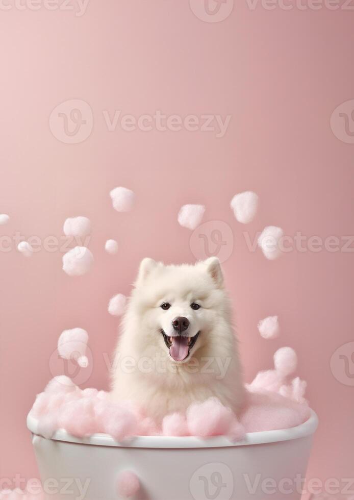 Cute Samoyed dog in a small bathtub with soap foam and bubbles, cute pastel colors, . photo