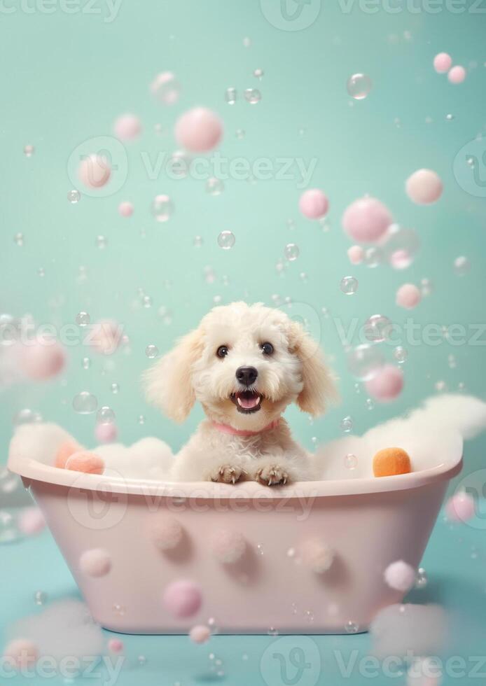 Cute Maltipoo dog in a small bathtub with soap foam and bubbles, cute pastel colors, . photo