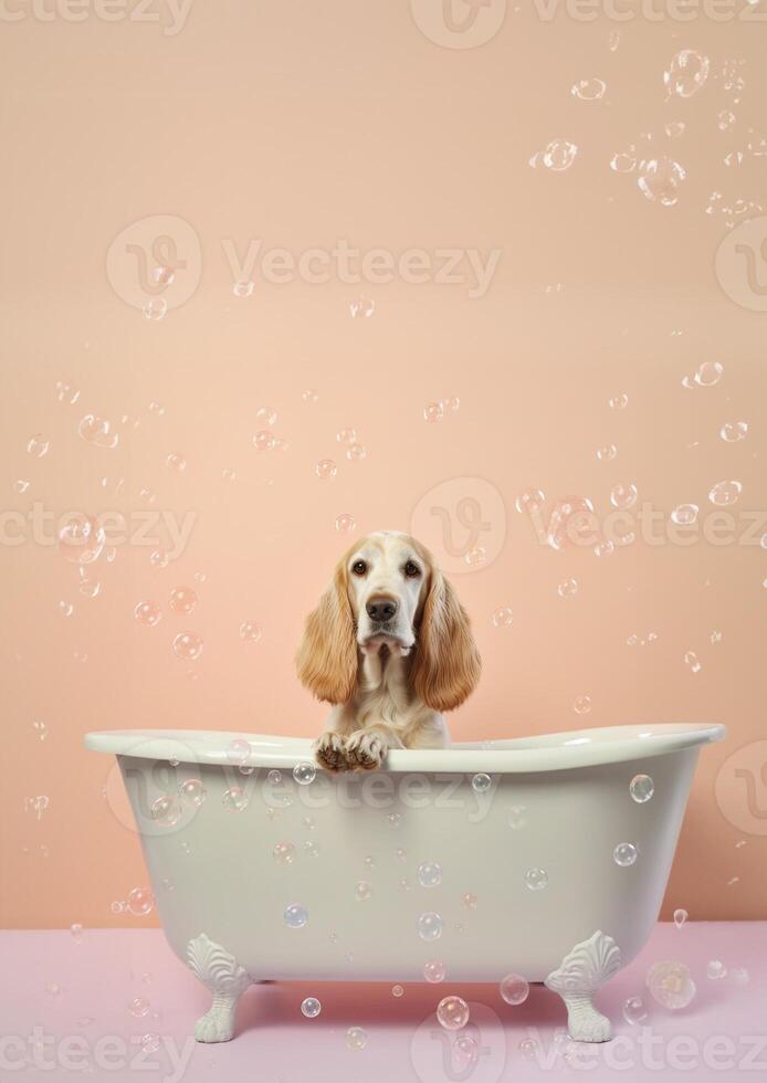 Cute English Cocker Spaniel dog in a small bathtub with soap foam and bubbles, cute pastel colors, . photo