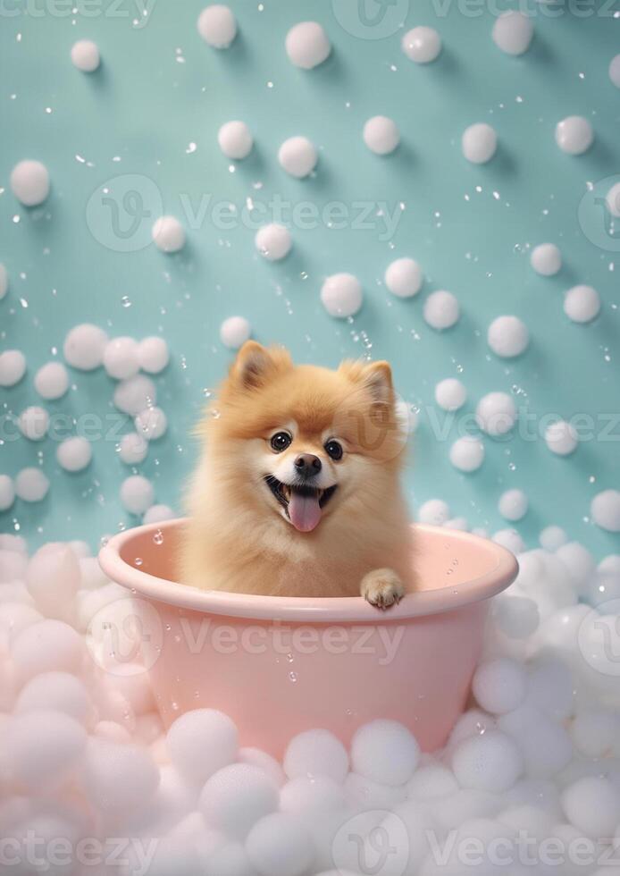 Cute pomeranian dog in a small bathtub with soap foam and bubbles, cute pastel colors, . photo