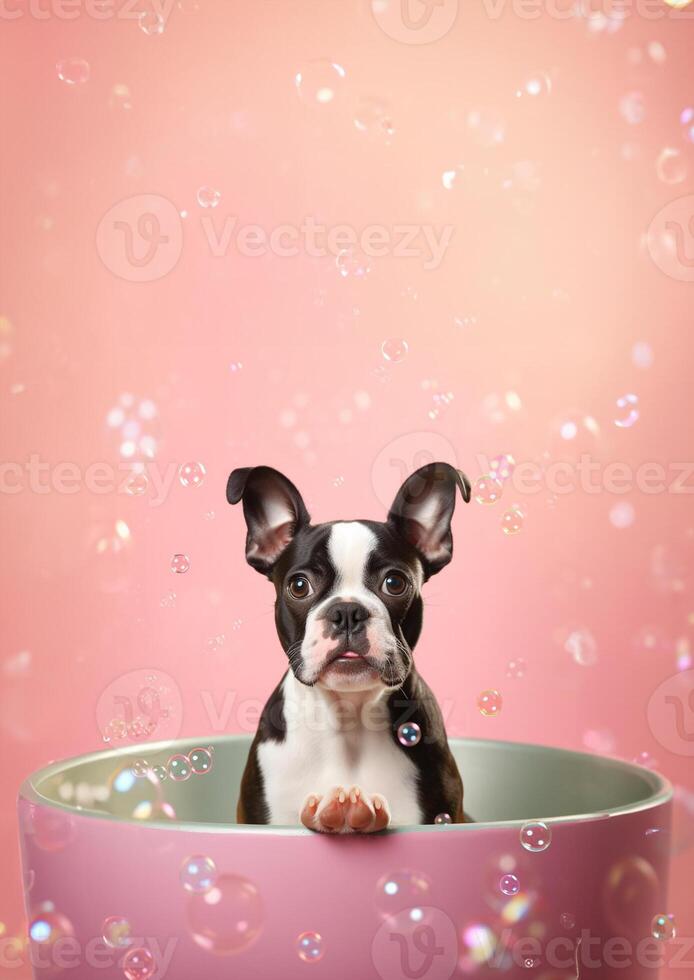 Cute Boston Terrier dog in a small bathtub with soap foam and bubbles, cute pastel colors, . photo