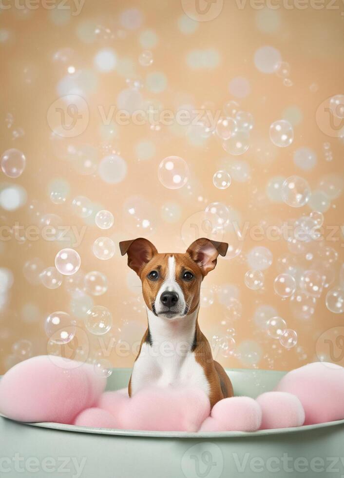 Cute Basenji dog in a small bathtub with soap foam and bubbles, cute pastel colors, . photo