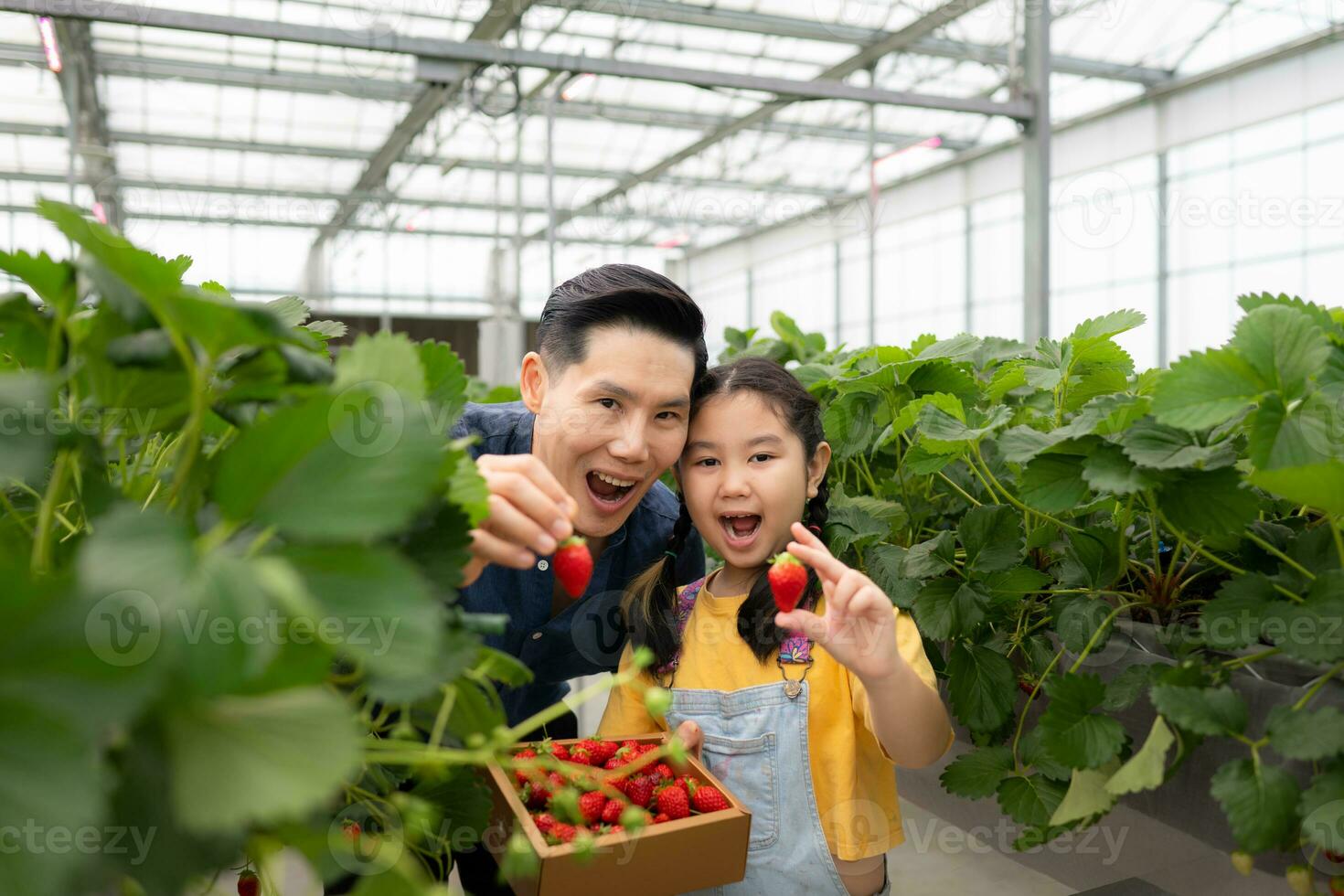 un padre y hija visitar un orgánico fresa jardín en un cerrado granja. tener divertido cosecha fresas juntos. foto