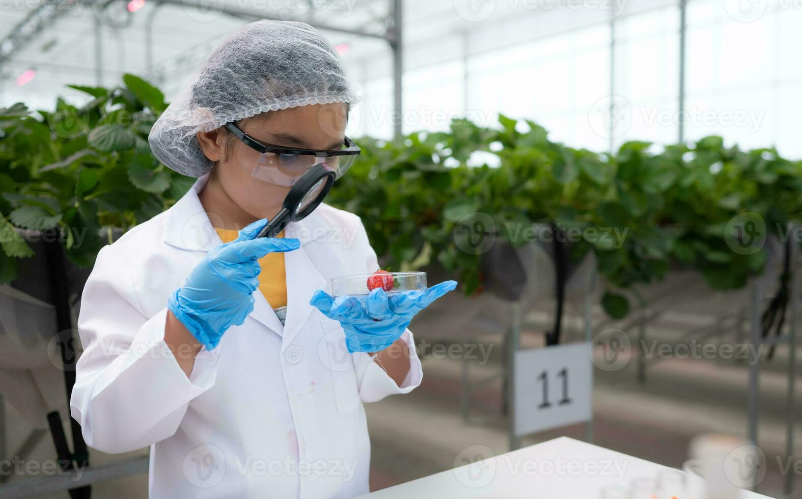 In the closed strawberry garden, a young scientist conducts a strawberry nutrient production experiment with her science class. photo