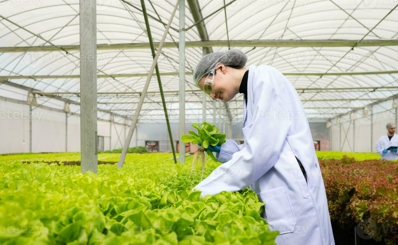 Scientists are conducting research and development on the cultivation of organic vegetables in a closed farm. photo