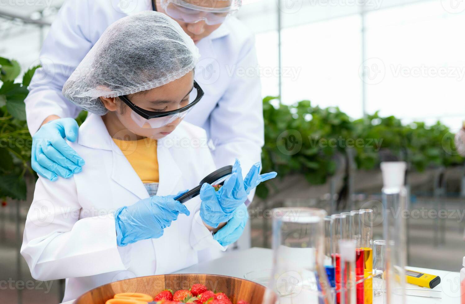In the closed strawberry garden, a young scientist conducts a strawberry nutrient production experiment with her science class. photo