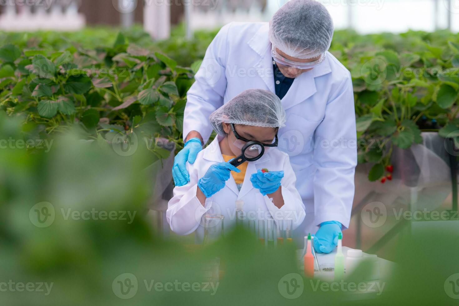 en el cerrado fresa jardín, un joven científico conduce un fresa nutritivo producción experimentar con su Ciencias clase. foto