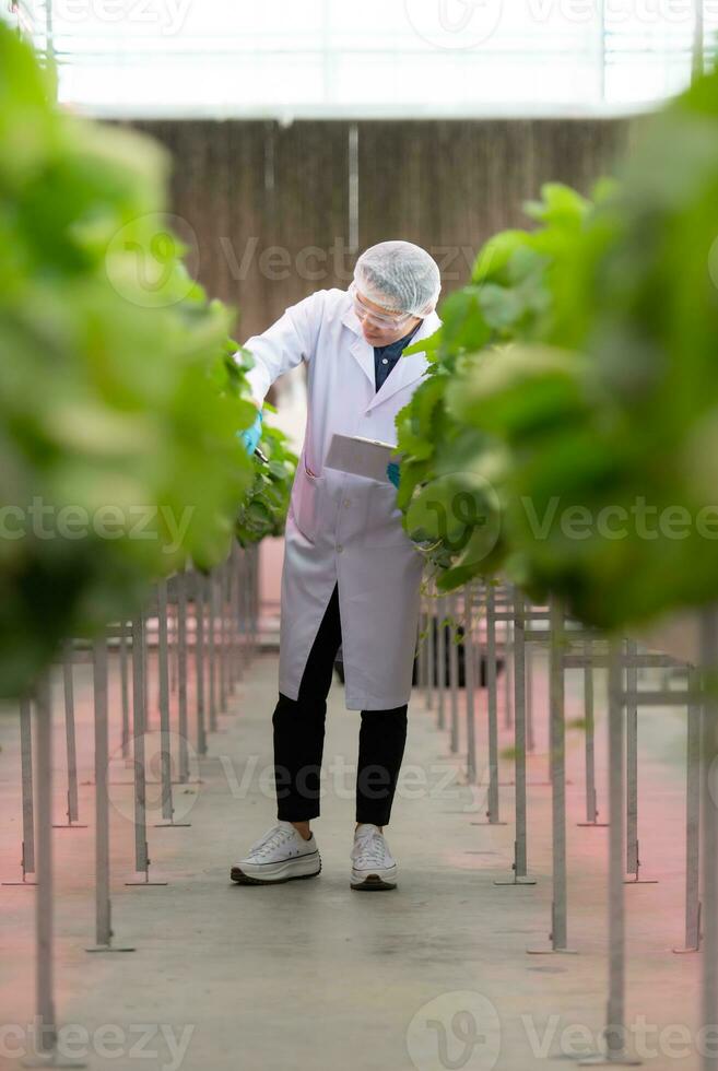 Scientists are examining the growth of strawberries grown with scientific technology in a closed strawberry garden photo