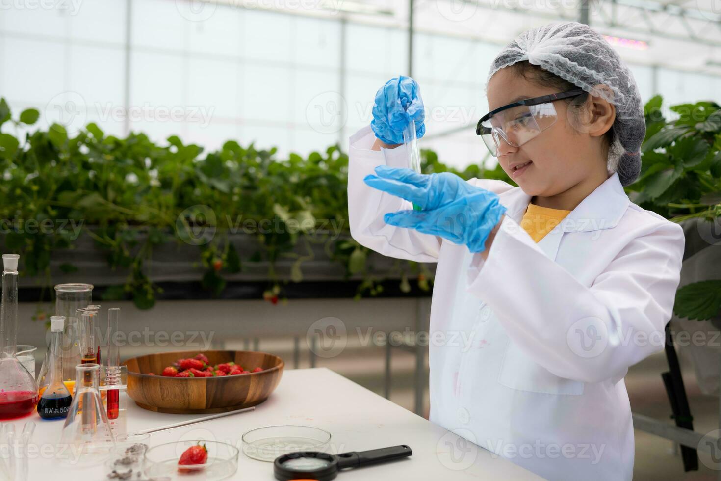 In the closed strawberry garden, a young scientist conducts a strawberry nutrient production experiment with her science class. photo