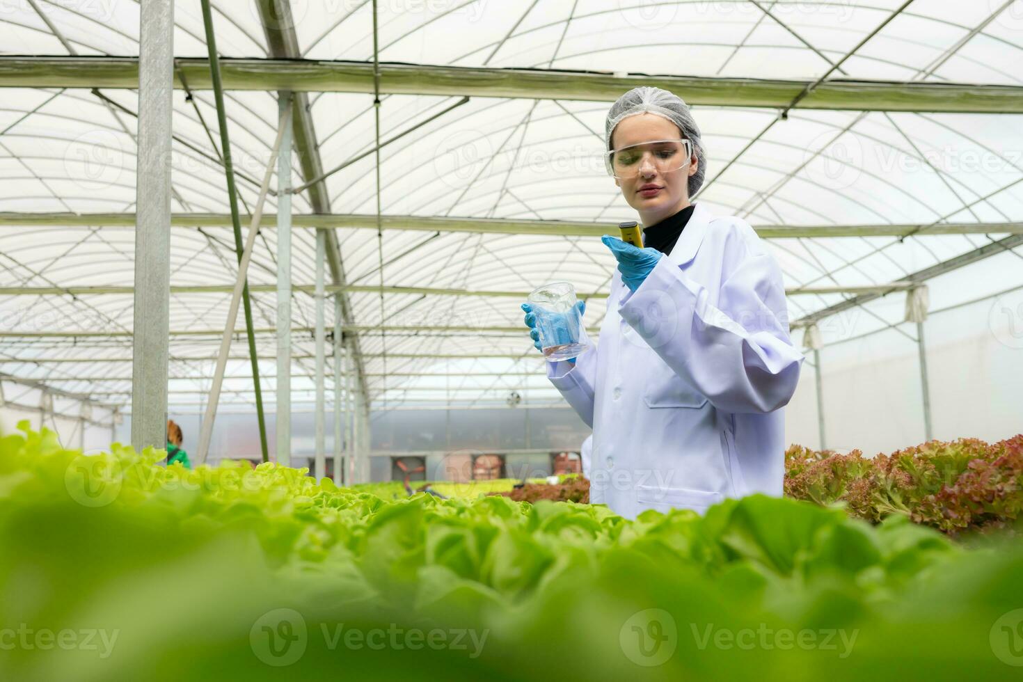 Scientists are conducting research and development on the cultivation of organic vegetables in a closed farm. photo