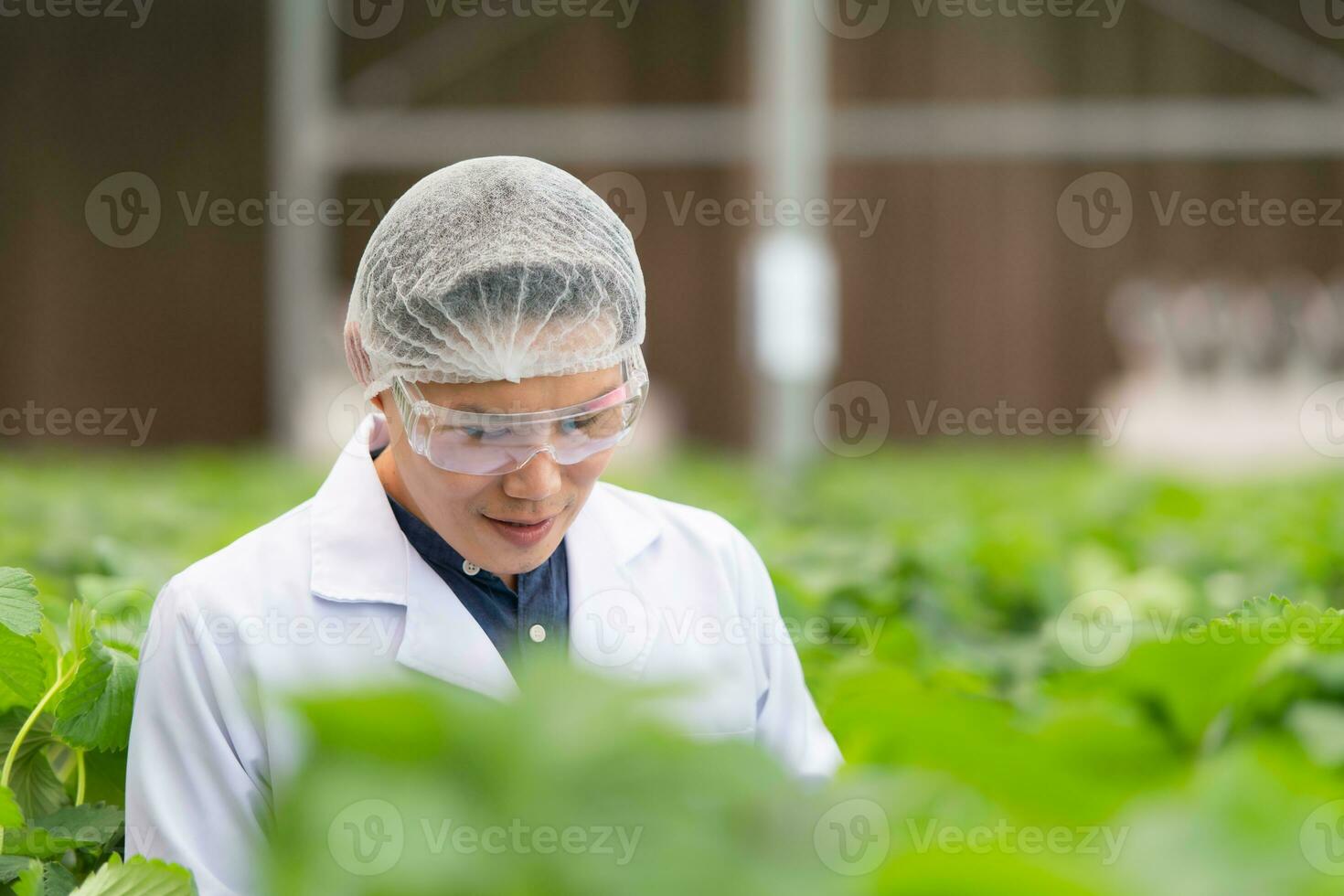 Scientists are examining the growth of strawberries grown with scientific technology in a closed strawberry garden photo