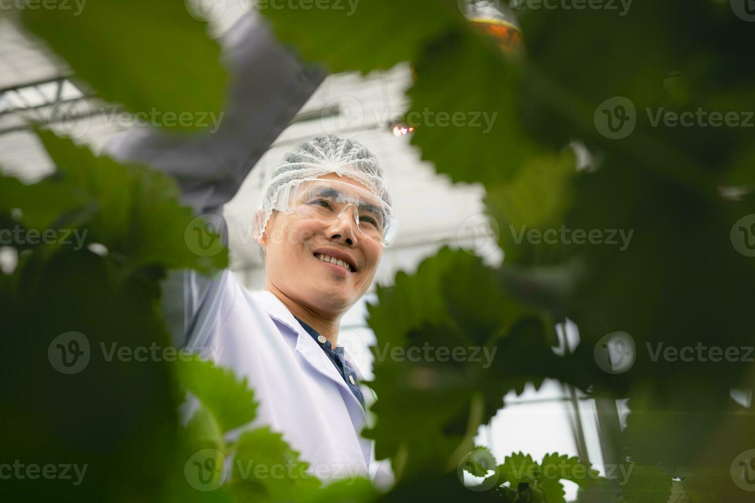 Strawberry nutrition experiments are being conducted by scientists. In the closed strawberry garden photo