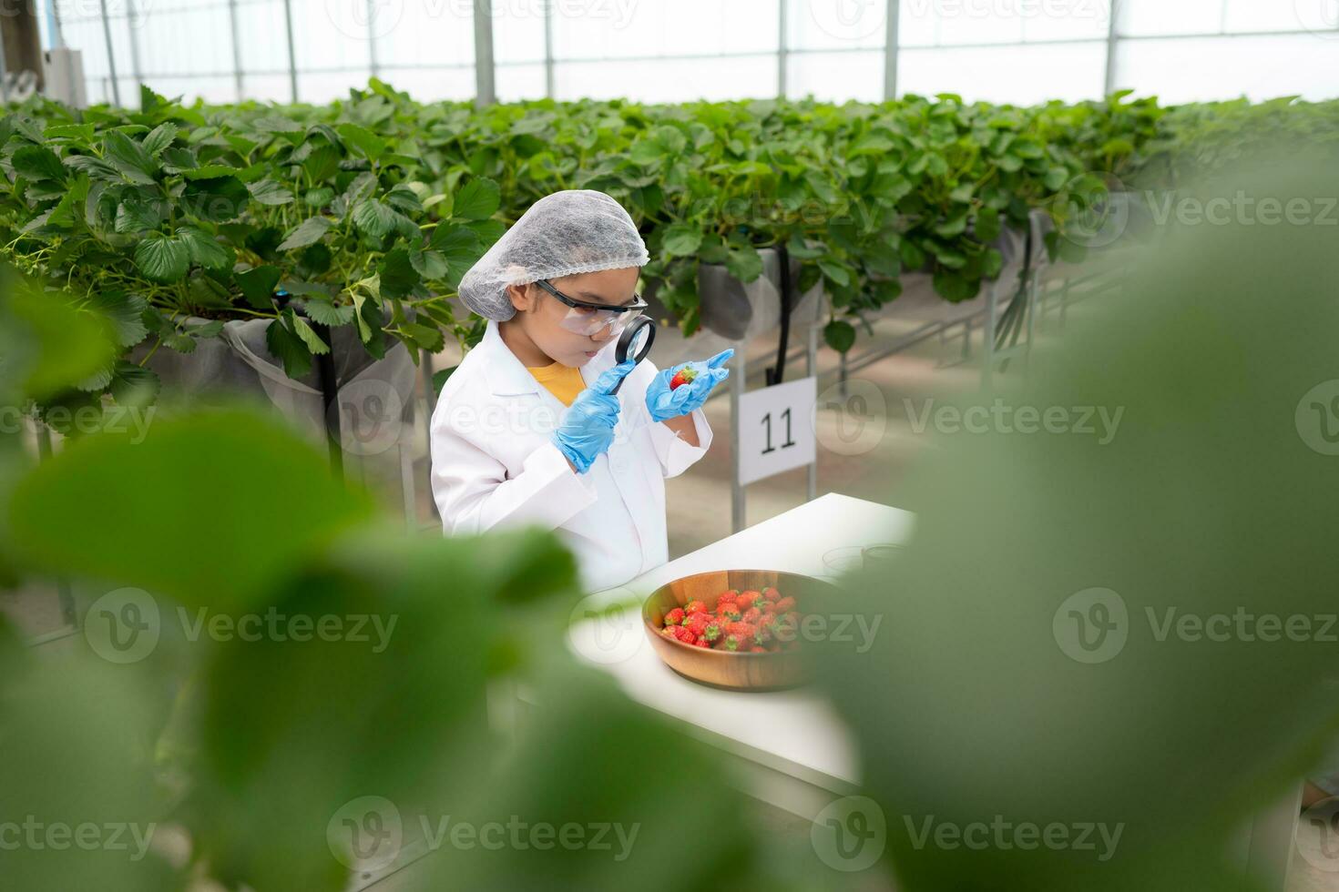 en el cerrado fresa jardín, un joven científico conduce un fresa nutritivo producción experimentar con su Ciencias clase. foto