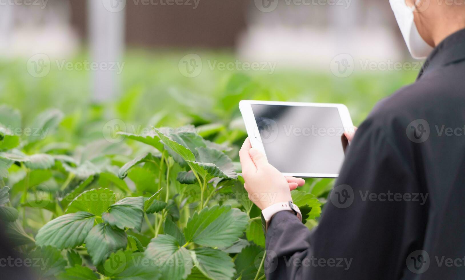 Scientists are examining the growth of strawberries grown with scientific technology in a closed strawberry garden photo