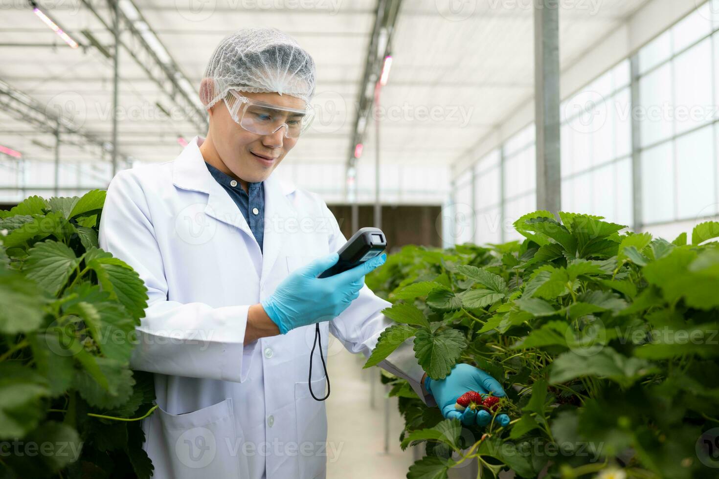 científicos son comprobación el calidad de fresas con científico medición tecnología. en el cerrado fresa jardín foto