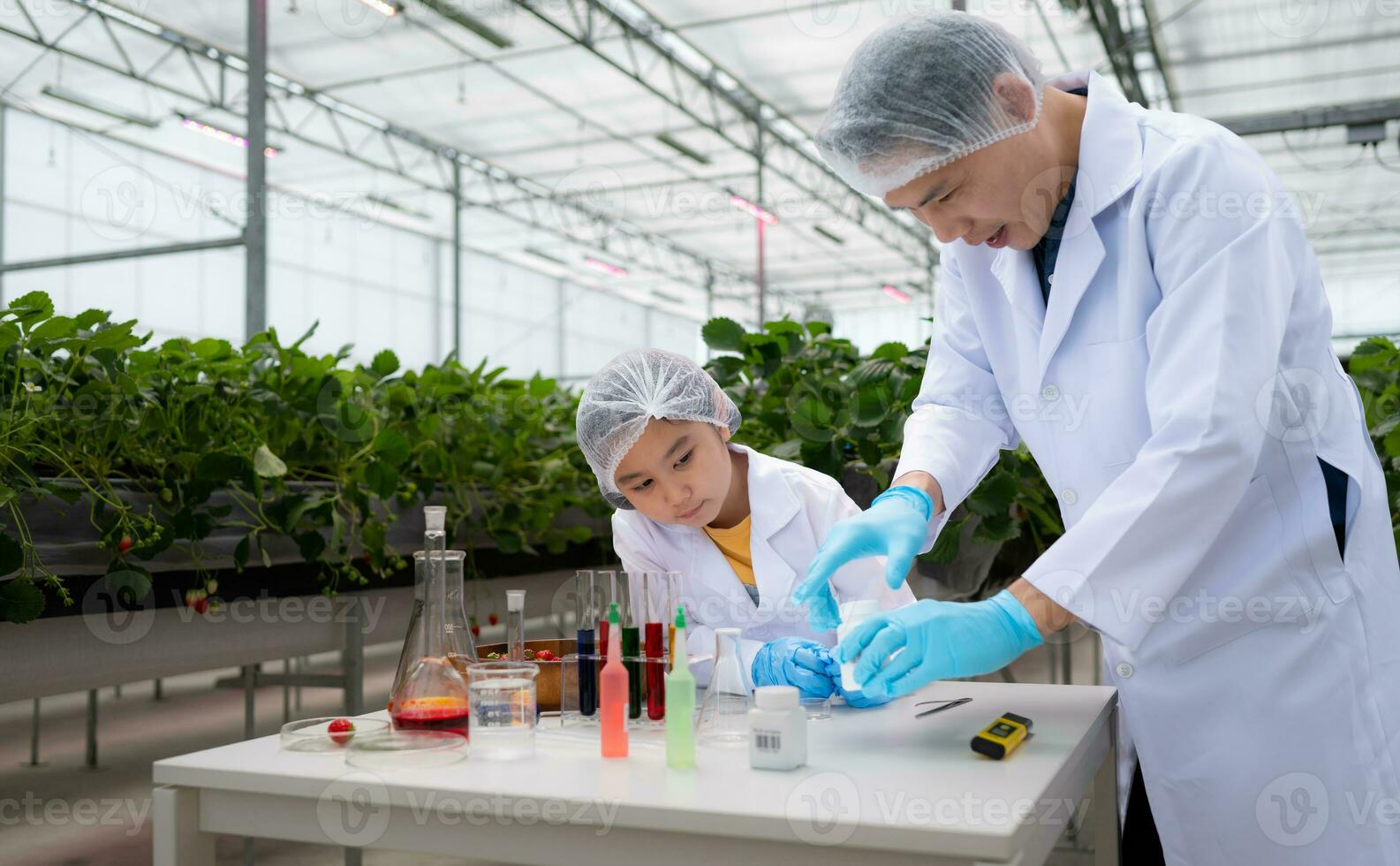 en el cerrado fresa jardín, un joven científico conduce un fresa nutritivo producción experimentar con su Ciencias clase. foto