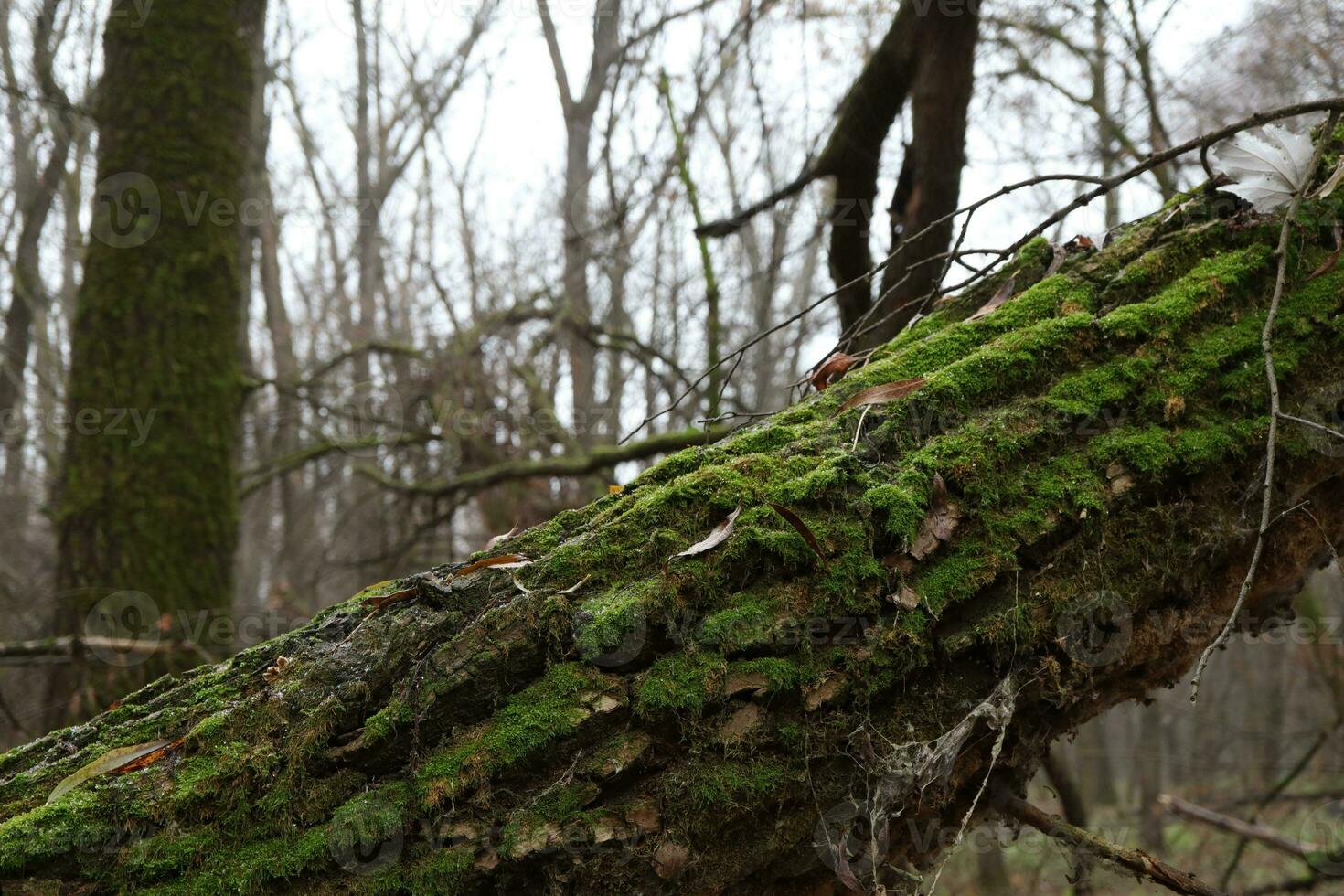 Autumn forest atmosphere, moss covered fallen trees photo