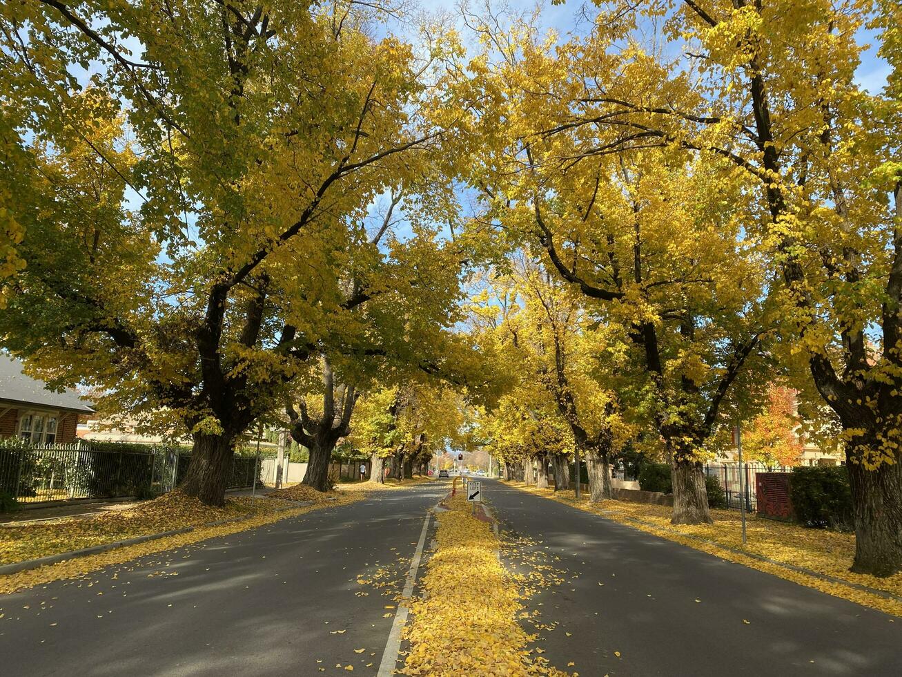 Beautiful autumn season cityscape fallen leaves in the height of autumn to capture the vibrant yellow of the Ginkgo tree along the road in Albury, New South Wales, Australia. photo