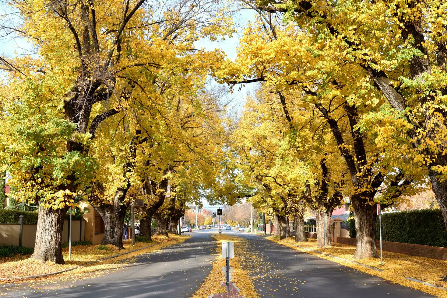 Beautiful autumn season cityscape fallen leaves in the height of autumn to capture the vibrant yellow of the Ginkgo tree along the road in Albury, New South Wales, Australia. photo