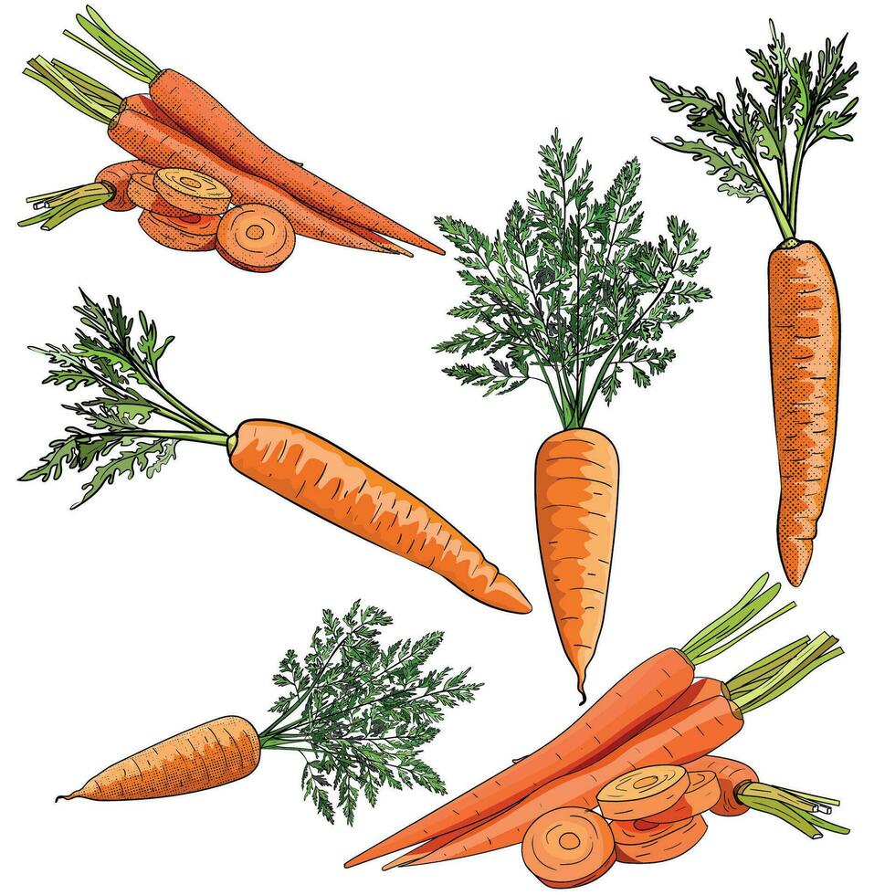 Outline with color vegetable carrot in vector. Doodle hand drawing with screentone. Colorful vector