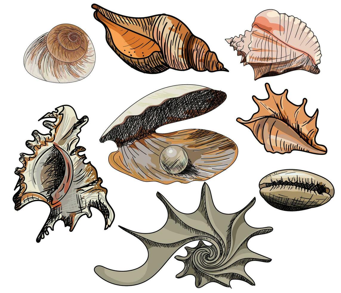Doodle colored vector shells. Hand drawn vector for printing, labels, decoration an other