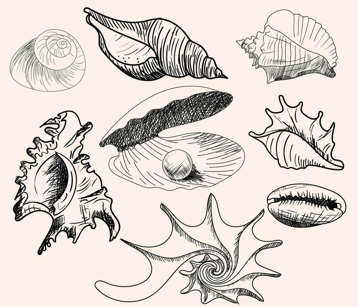 Doodle vector shells. Hand drawn vector for printing, labels, decoration an other