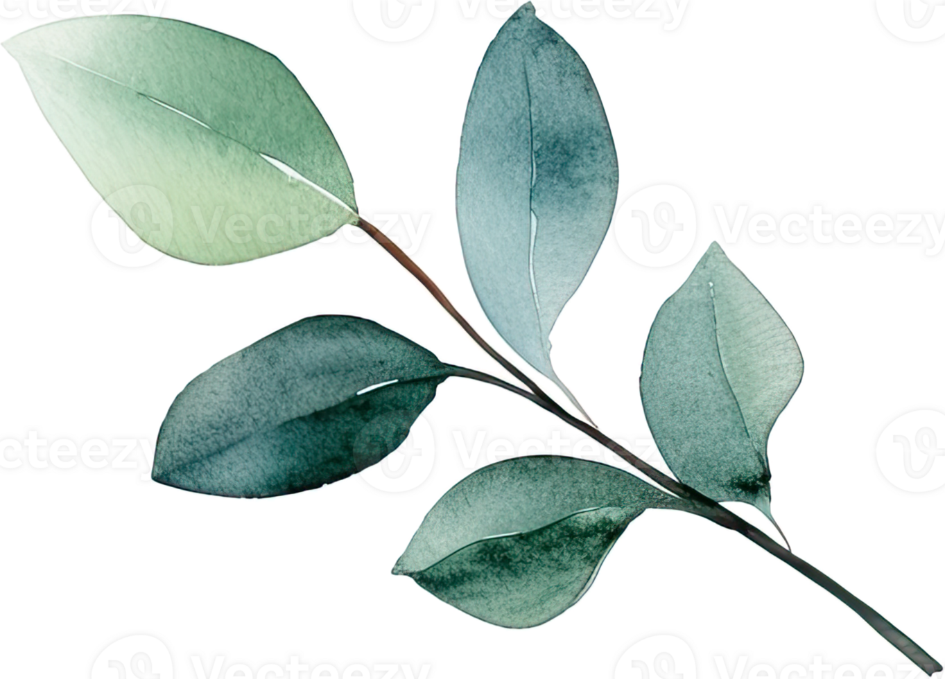 beautiful watercolor leaves png