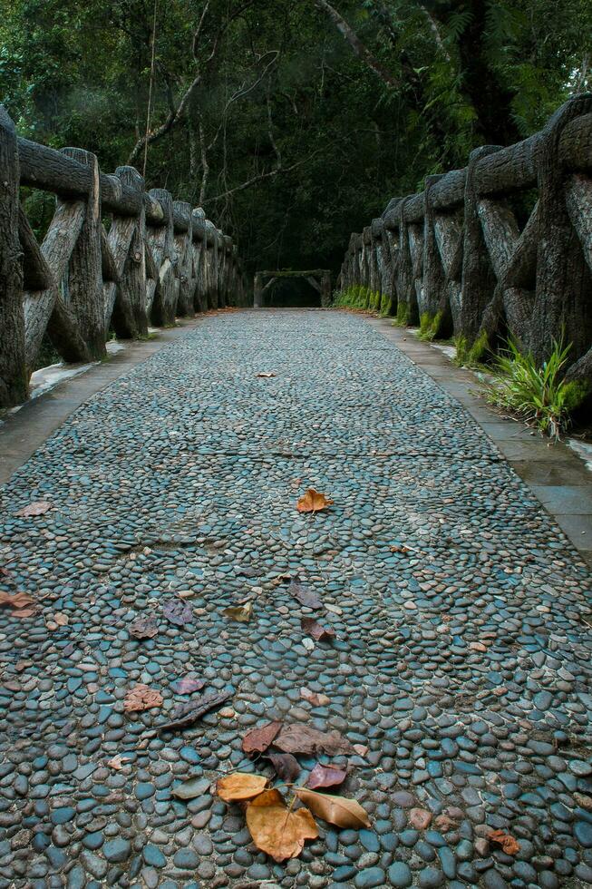 seco hojas ese otoño debajo el puente en pangandarán playa, Oeste Java, Indonesia foto