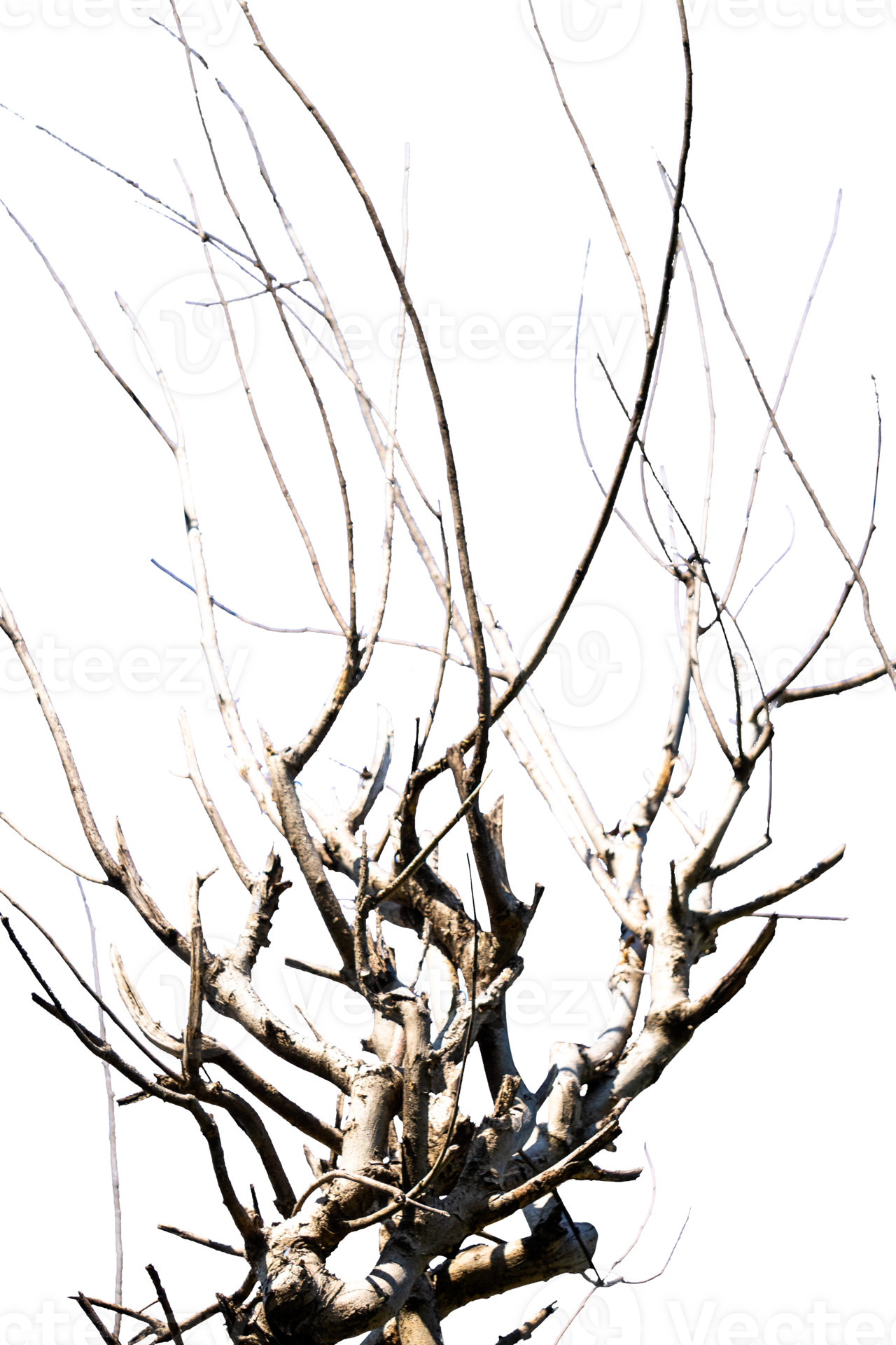 branches of a tree isolated 25777560 PNG